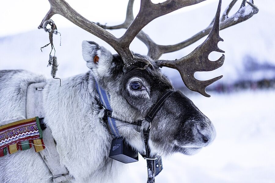 A reindeer at a Tromsø camp in winter