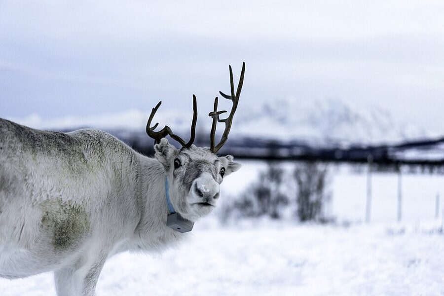 Reindeer milling in a Tromsø camp in winter