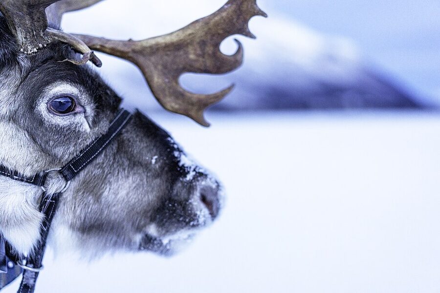 A reindeer in fresh snow near Tromsø
