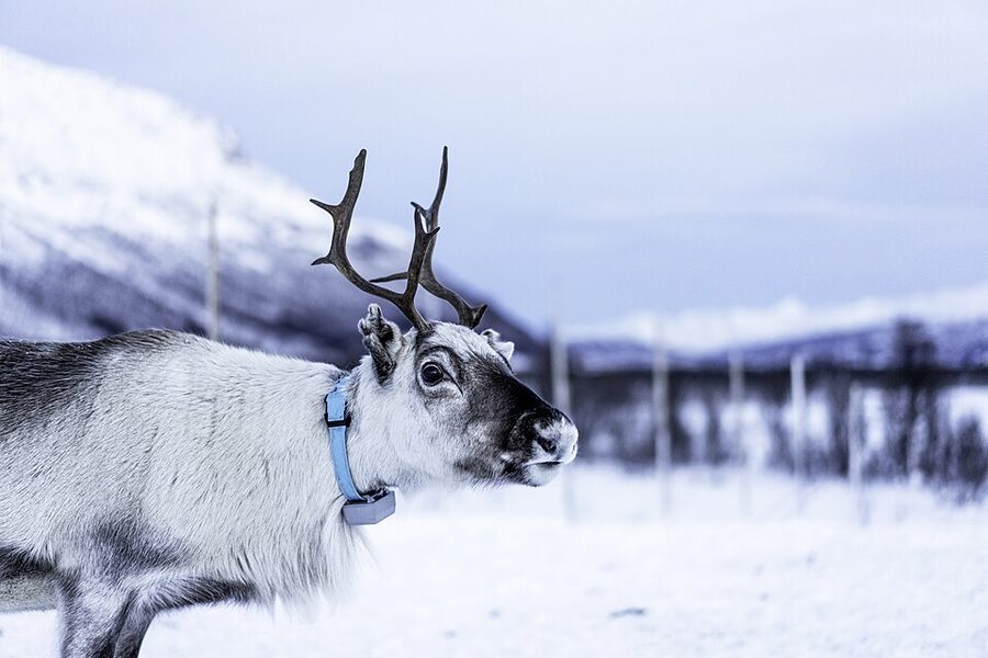 A reindeer near Tromsø