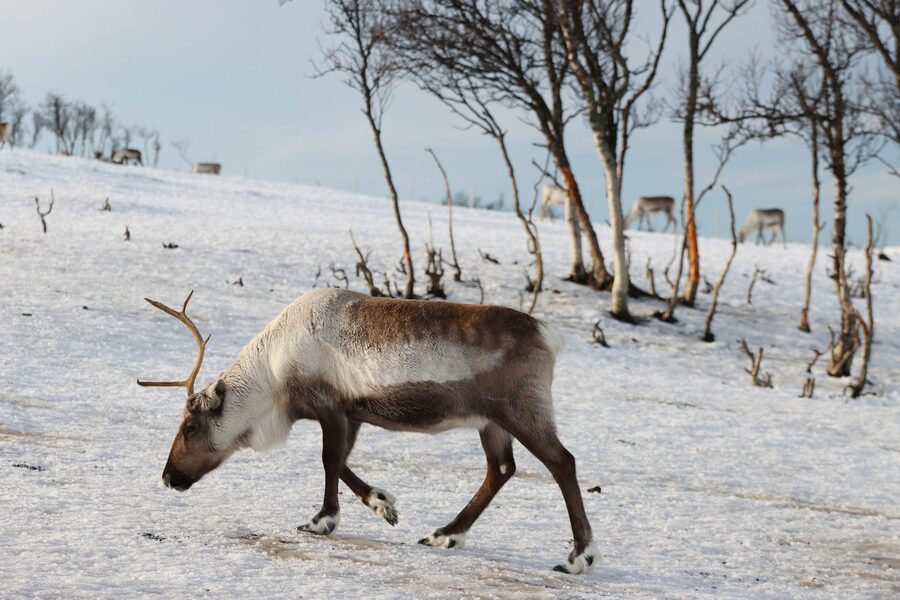 Reindeer in a snowy Tromsø landscape