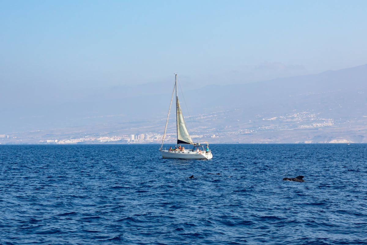 A sailboat in the Atlantic Ocean with dolphins nearby