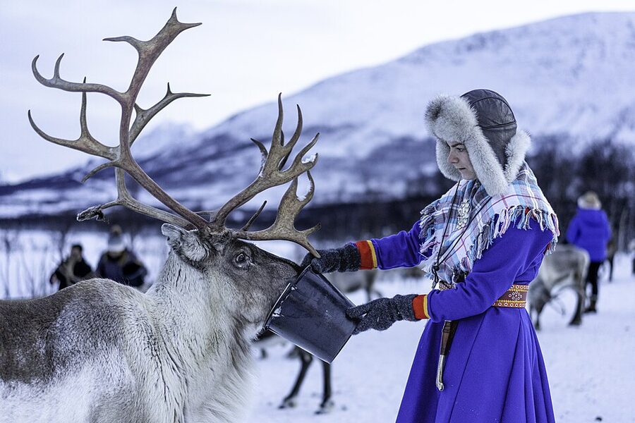 A Sami guide feeding a reindeer near Tromsø