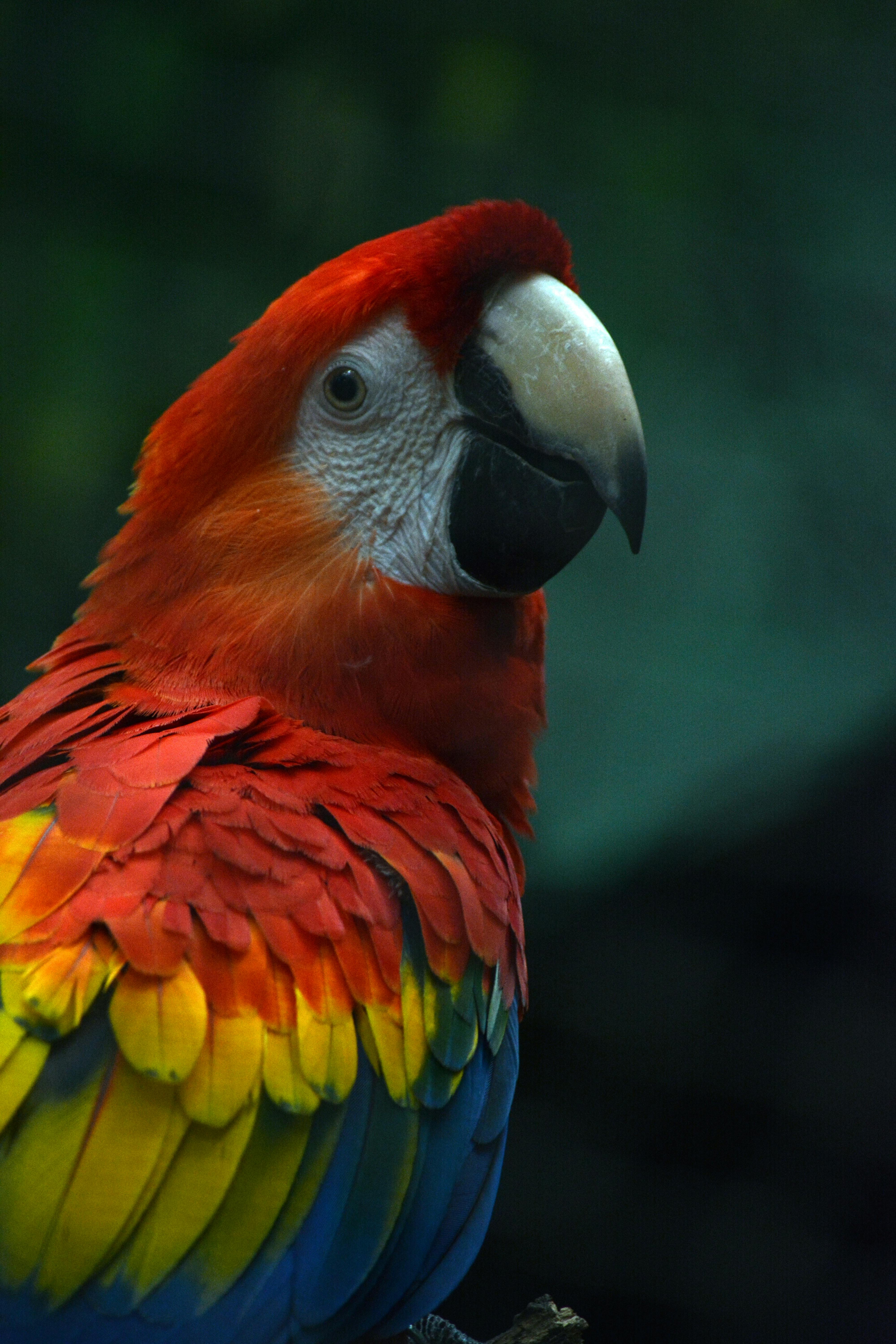 A scarlet macaw showing red yellow and blue feathers at a tropical zoo