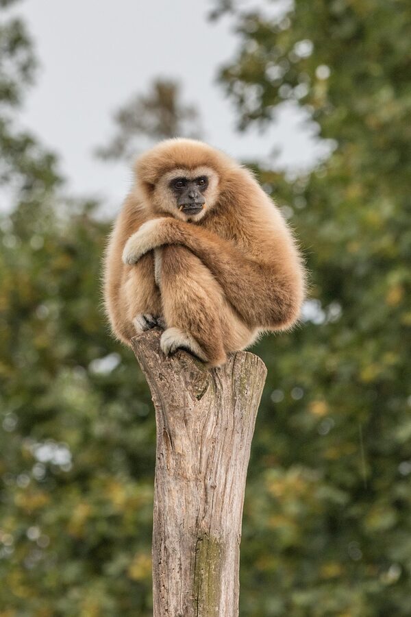 Gibbon at Tiergarten Schonbrunn