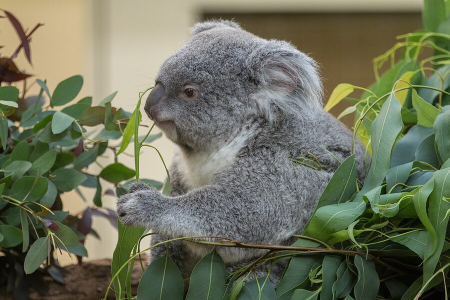 Koala at Tiergarten Schonbrunn