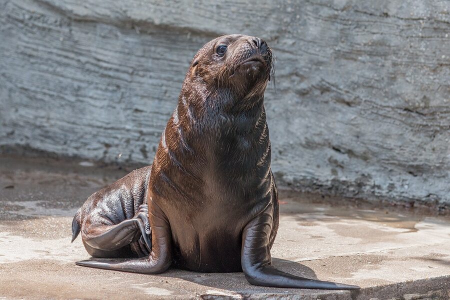 Sea lion Tiergarten Schonbrunn