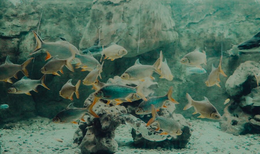 School of fish swimming gracefully through a large aquarium tank