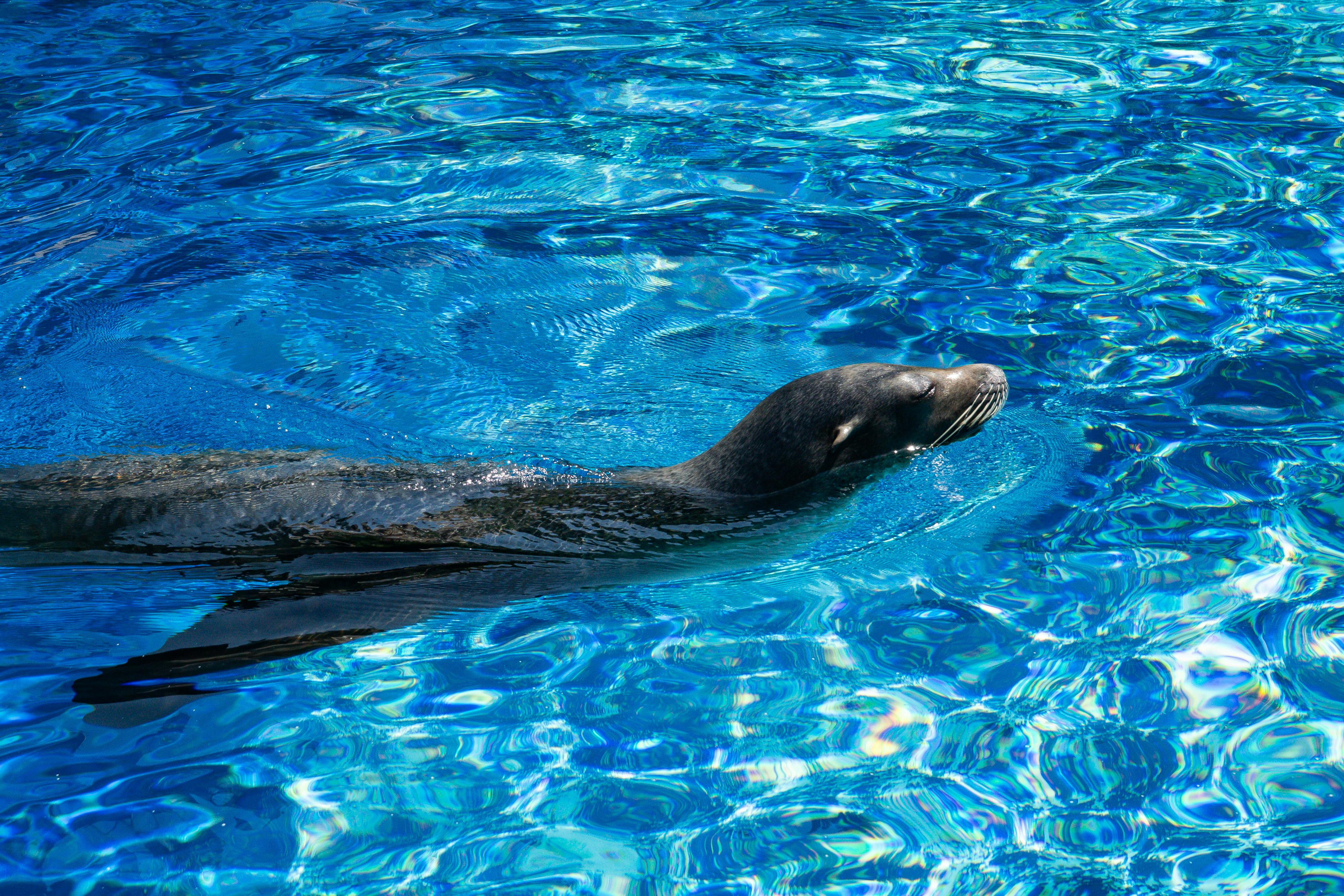 A sea lion swimming in the bright blue pool at Loro Parque zoo in Tenerife