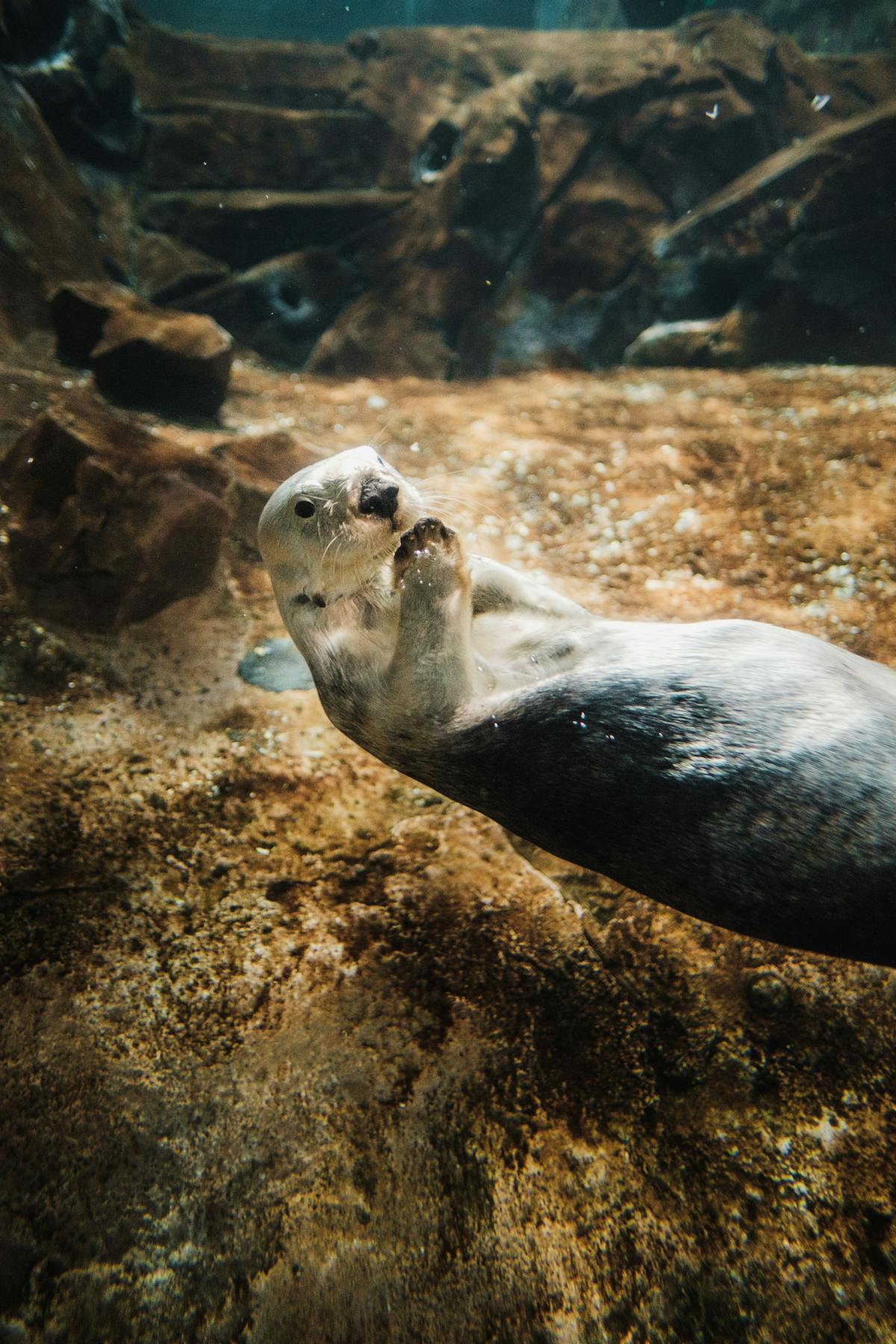 A playful sea otter swimming underwater showing its characteristic whiskered face