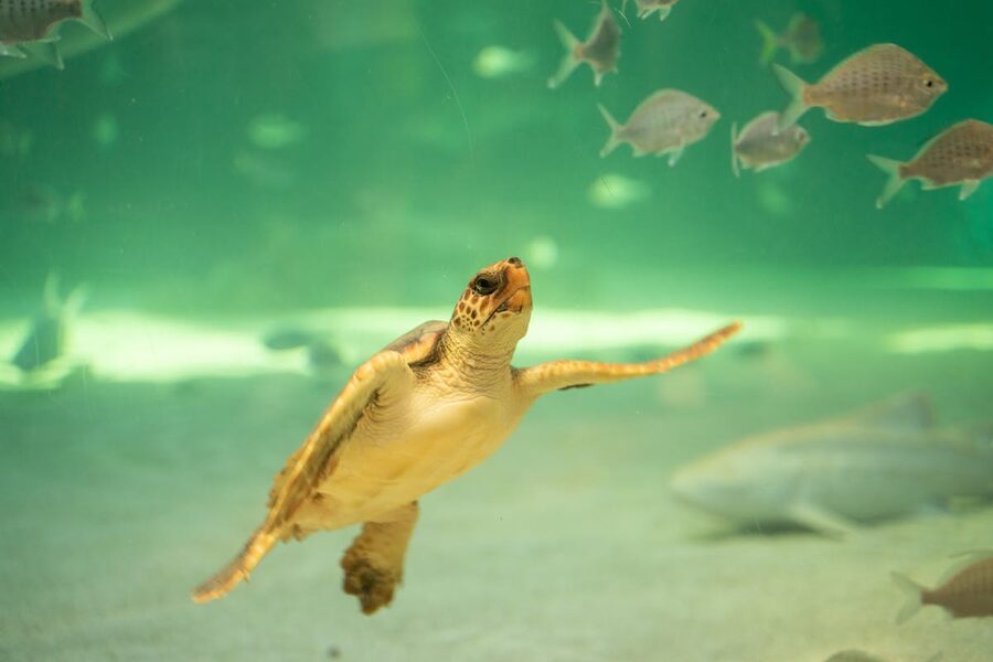 Close-up of a sea turtle swimming alongside fish in an aquarium