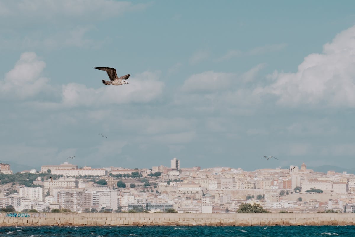 A seagull flying over the coastline of Cagliari with the historic cityscape in the background