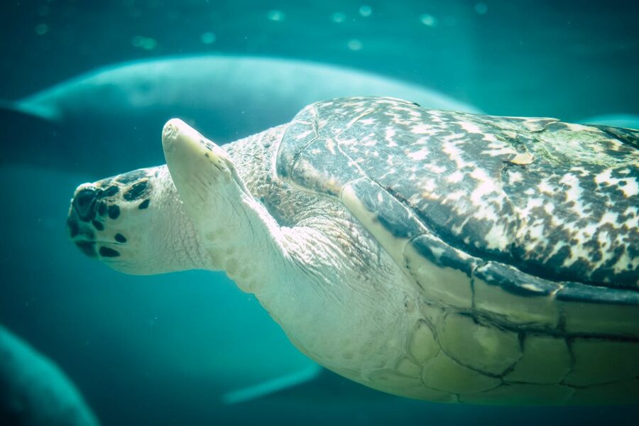 Detailed view of a sea turtle swimming through underwater depths