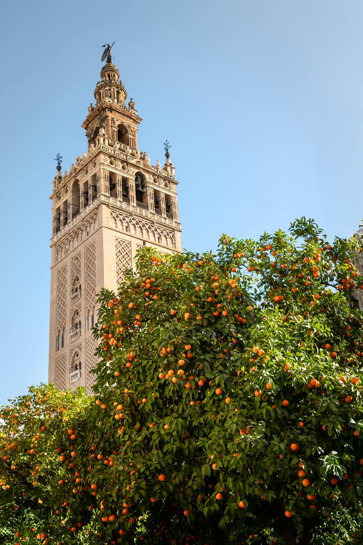 Giralda Tower rising above orange trees in Seville under a clear blue sky