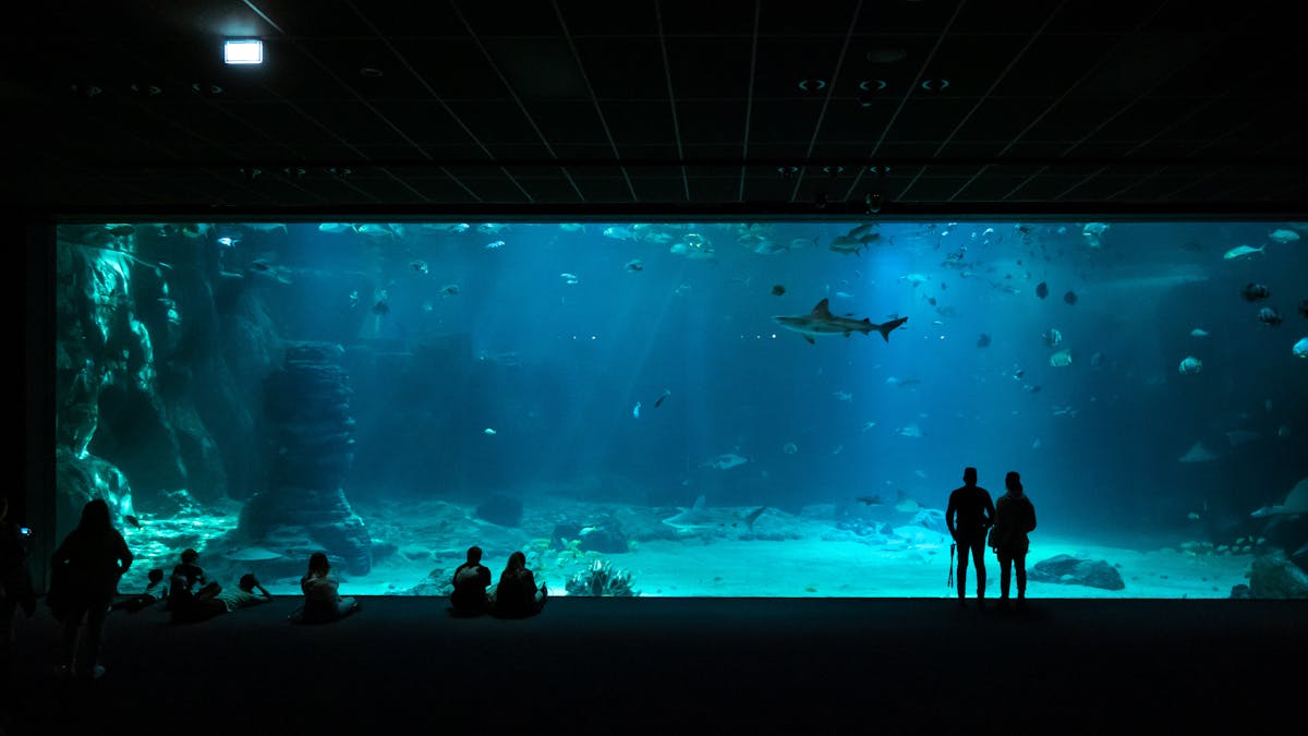 Visitors silhouetted against blue light watching a shark swim in a large aquarium tank