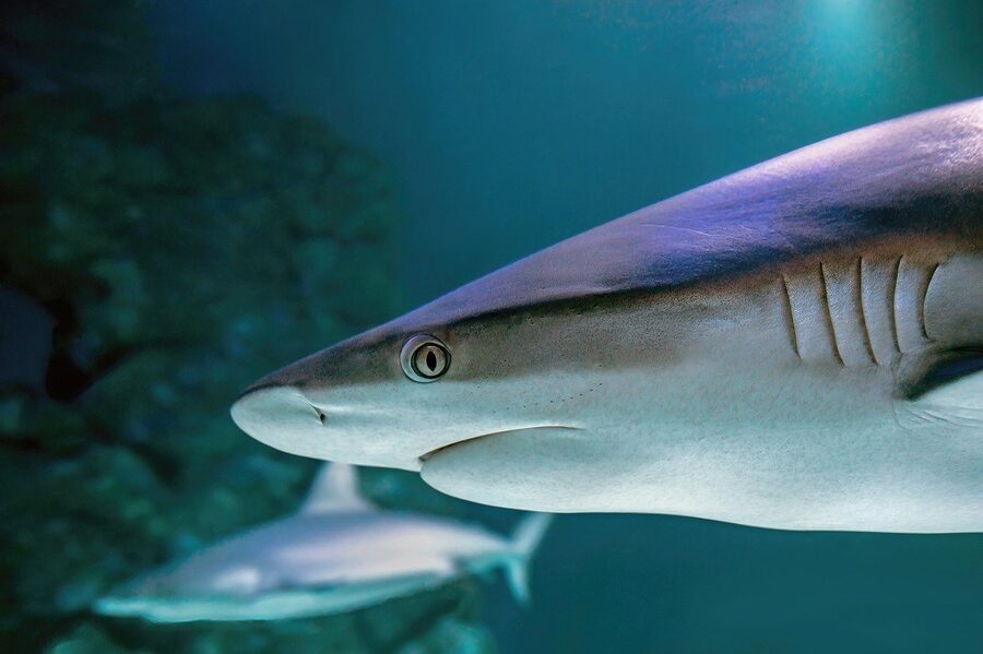 A grey reef shark swimming through deep blue water in an aquarium