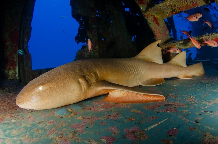 Nurse shark resting inside a colorful shipwreck surrounded by tropical fish