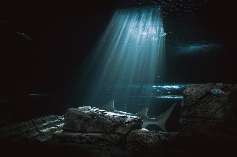 Shark swimming through beams of light in deep rocky waters