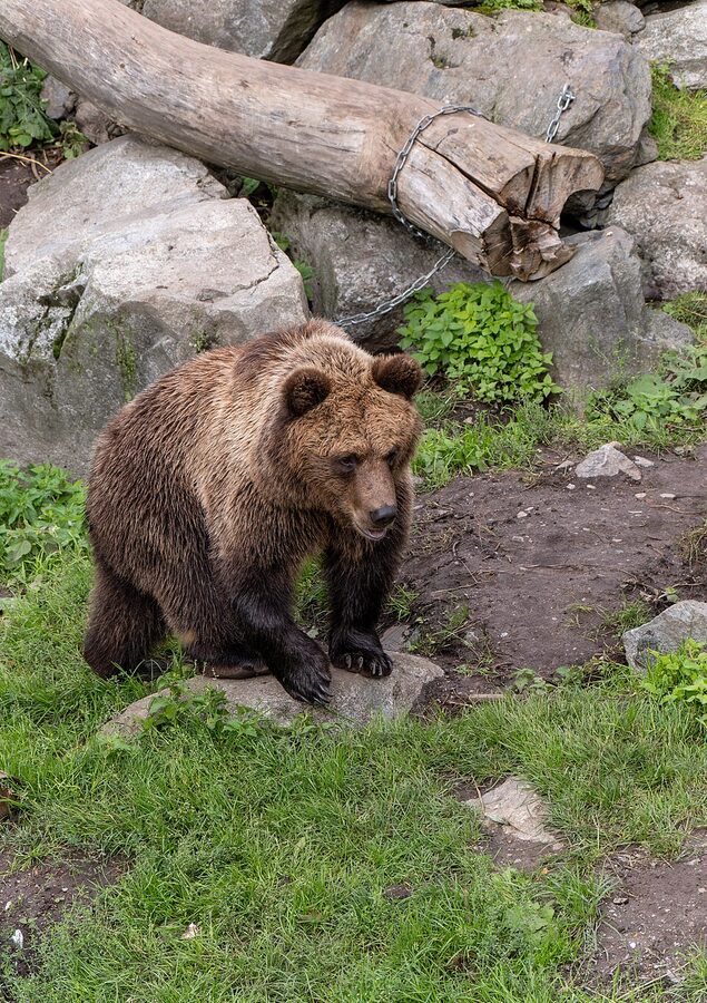 Eurasian brown bear at Skansen Stockholm naturalistic enclosure
