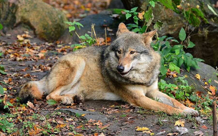 Eurasian wolf at Skansen zoo Stockholm in natural setting