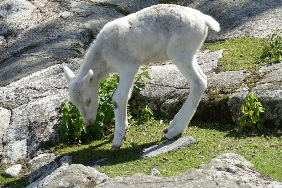 Skansen Stockholm zoo and museum animal area buildings