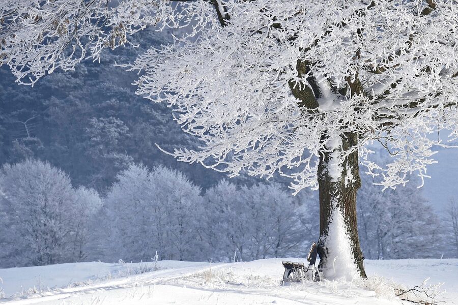 A snowy forest in arctic winter