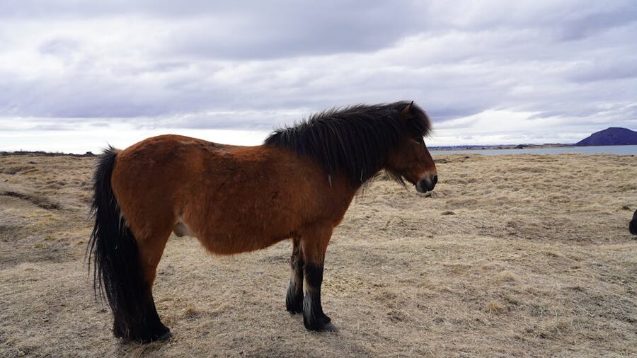 Solitary Icelandic horse in open field