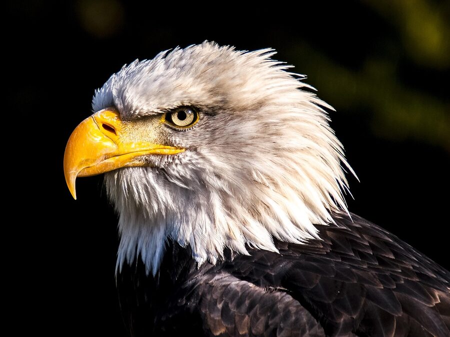 Norwegian sea eagle in flight over the Arctic