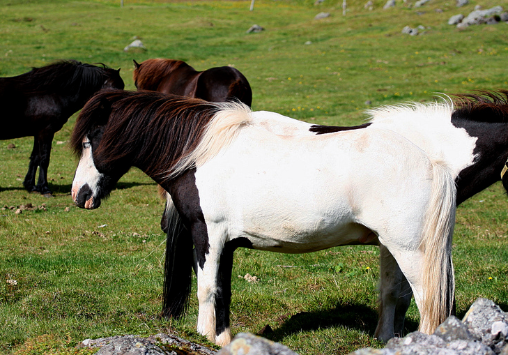 Spotted Icelandic horse