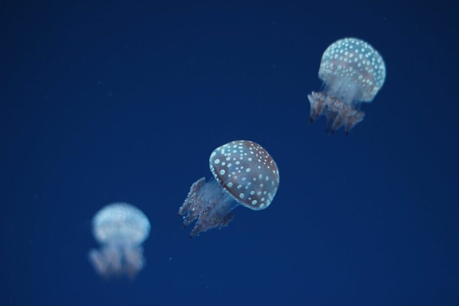 Spotted jellyfish floating in deep blue water