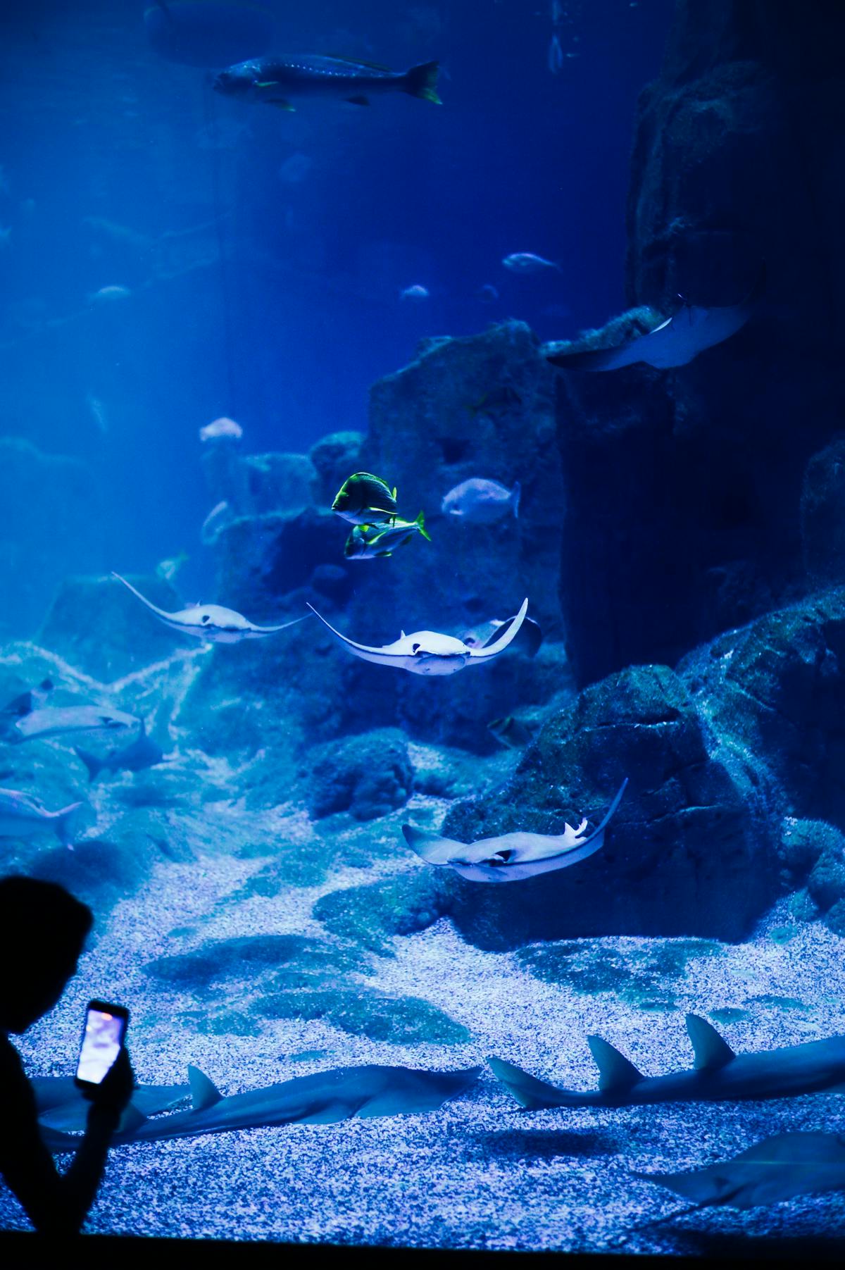 Stingrays gliding gracefully through a large aquarium tank