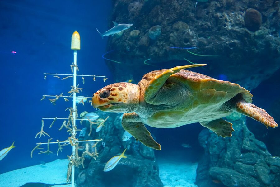 A sea turtle swimming gracefully among other marine life in an aquarium