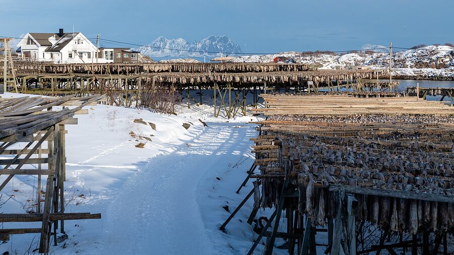 Stockfish drying racks at Henningsvaer Lofoten Norway