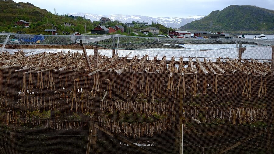 Stockfish drying racks at Skjanesbruket Norway