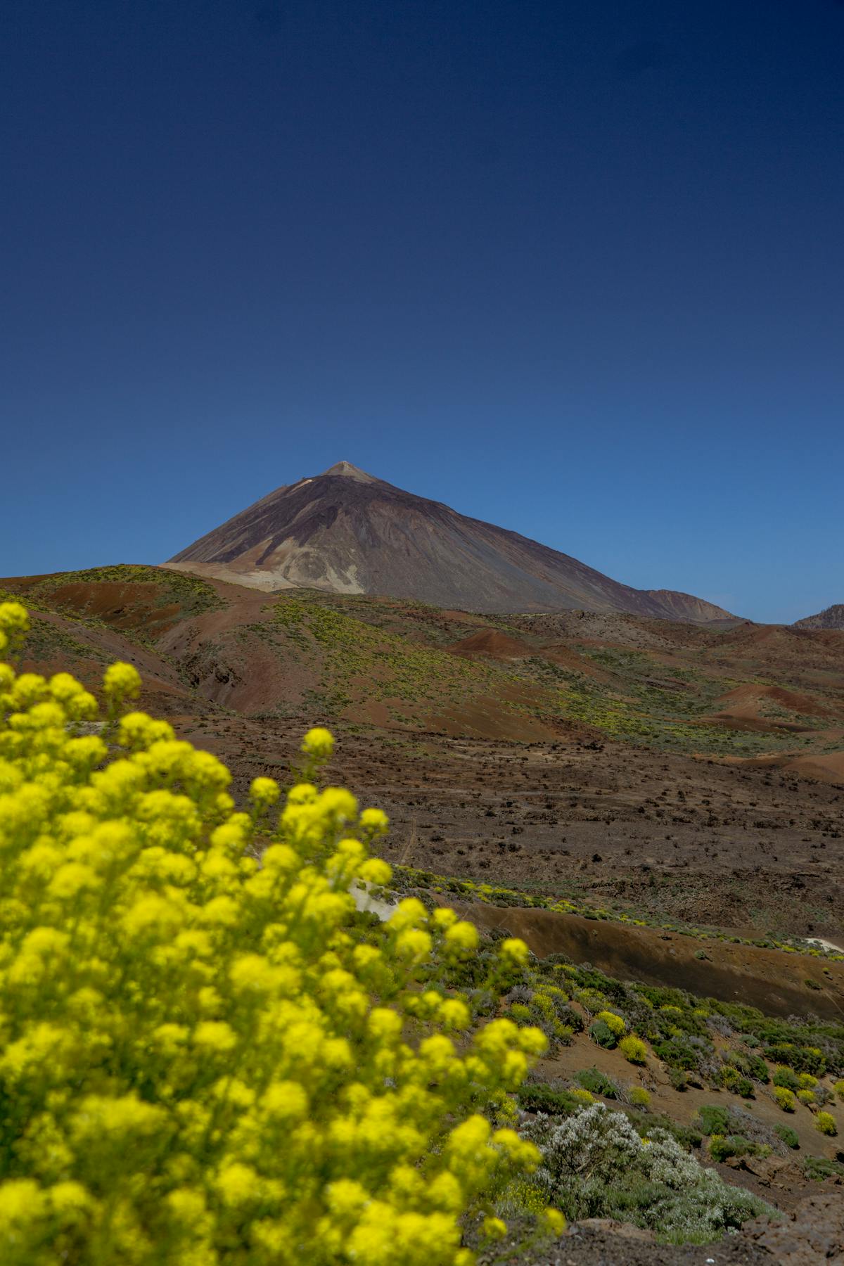 Vibrant yellow wildflowers in bloom with Mount Teide volcano in the background under clear blue sky