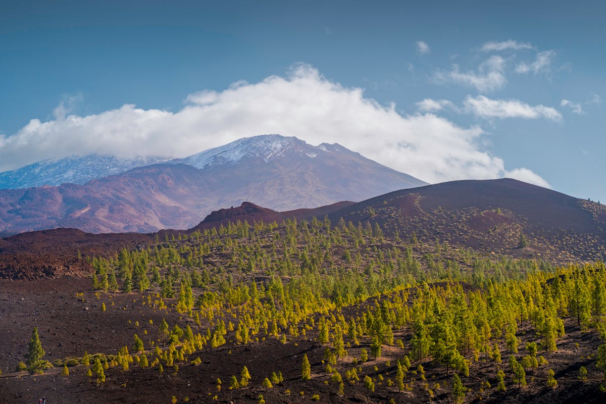 Volcanic terrain with patches of green vegetation in Teide National Park Tenerife