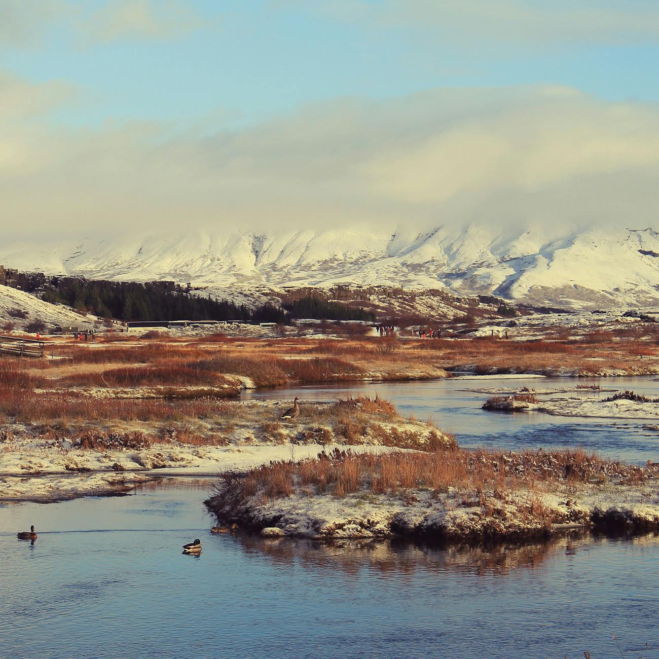Thingvellir lake with snowy mountains in background and ducks on calm water in Iceland
