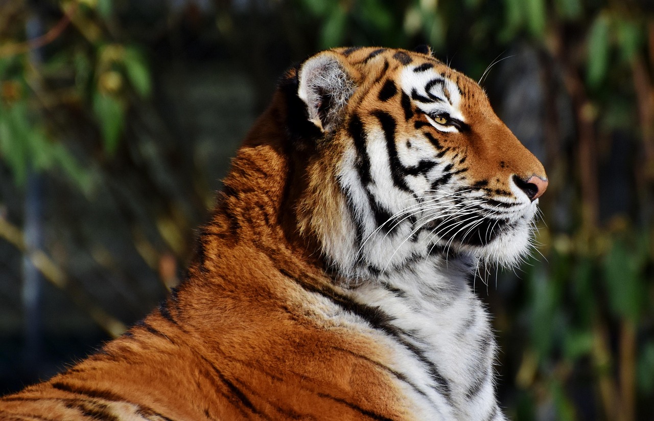 A tiger with striking orange and black stripes looking directly at the camera