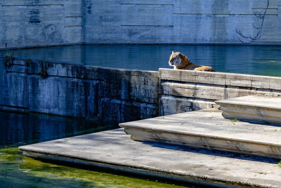 Tiger lying on concrete steps beside a pool in a zoo habitat