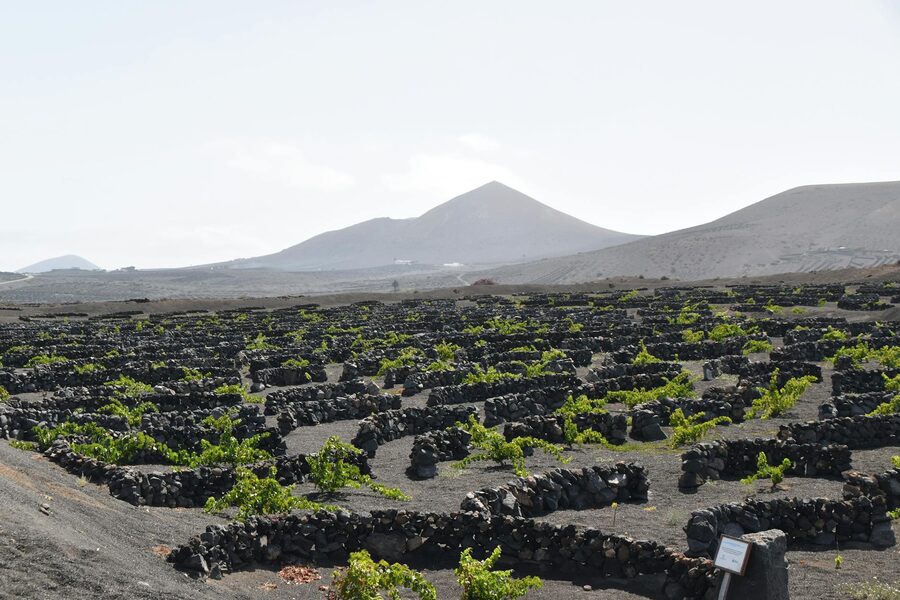 Unique vineyard landscape with volcanic soil terraces in Lanzarote La Geria