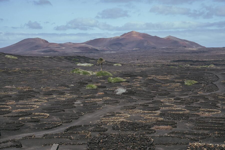 Vine cultivation in volcanic terrain with mountain backdrop Lanzarote
