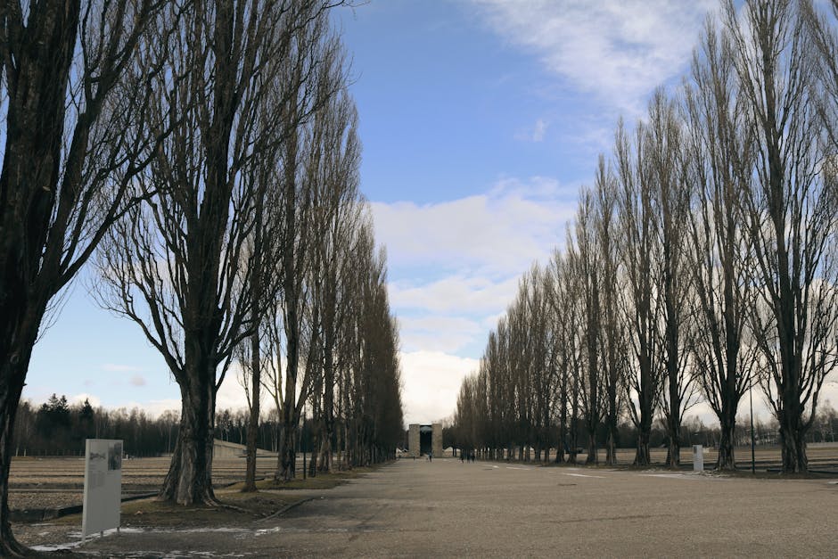Rows of trees at a concentration camp memorial site