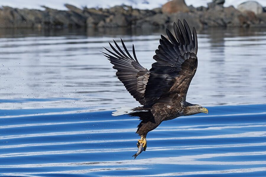 White-tailed eagle in flight over Raftsund near Trollfjord