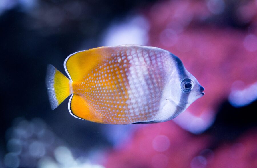 Colorful reef fish in a tropical aquarium setting