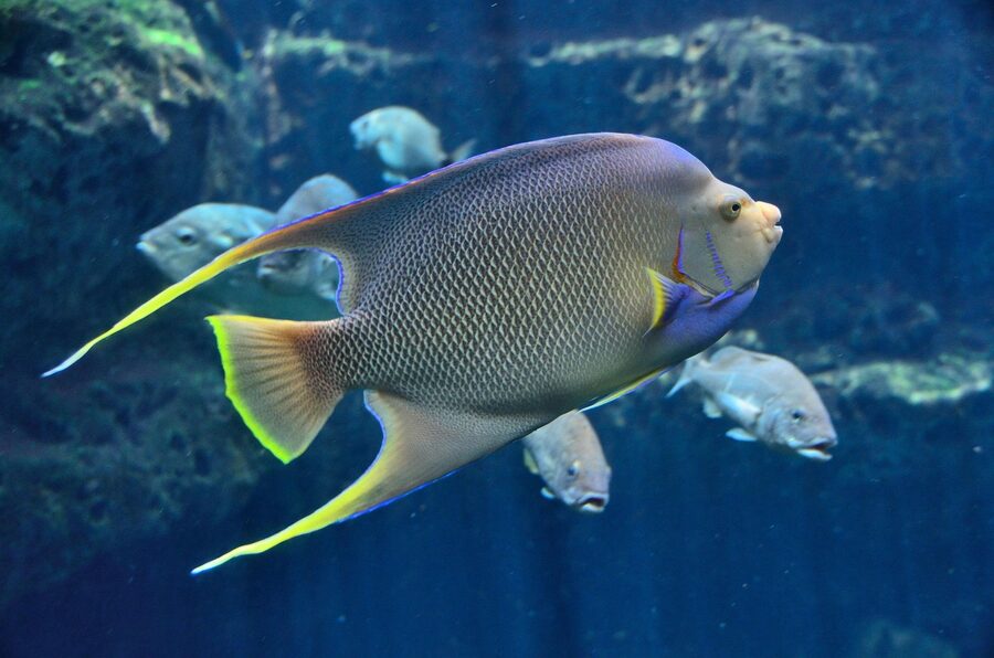 Tropical saltwater fish in a marine aquarium