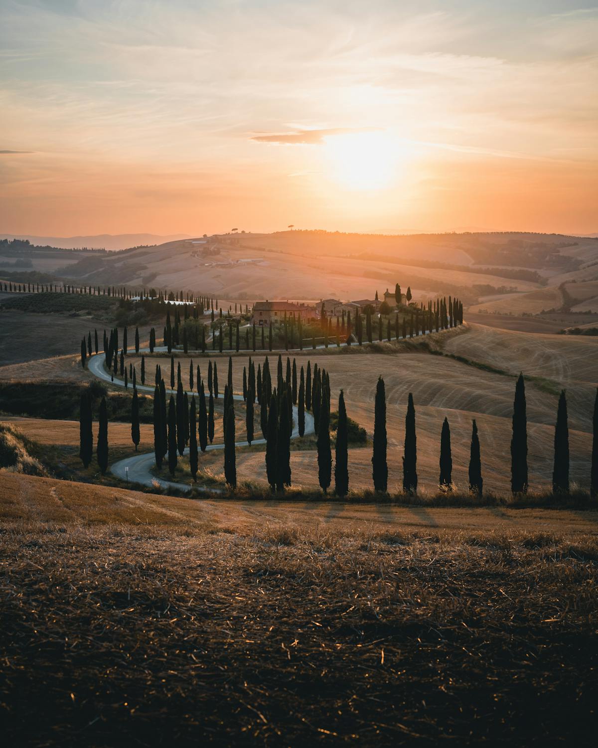 Golden sunset light over a Tuscan vineyard with rolling hills in the background
