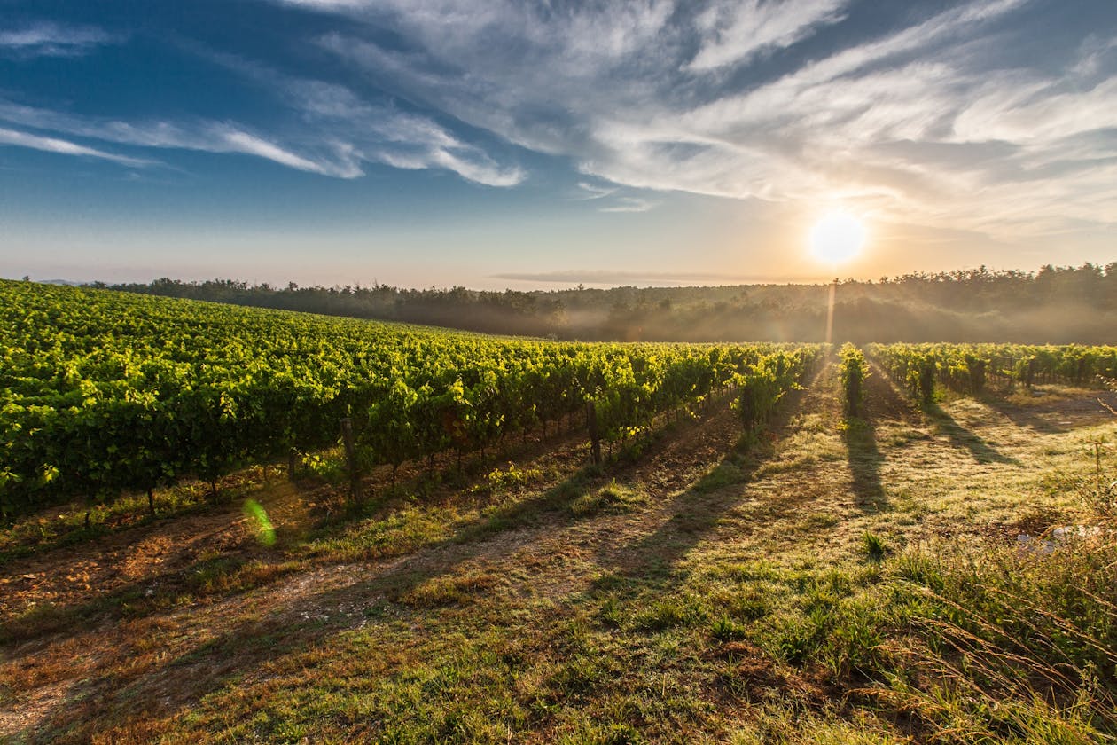 The sun rising behind rows of grapevines in a Tuscan vineyard casting long shadows