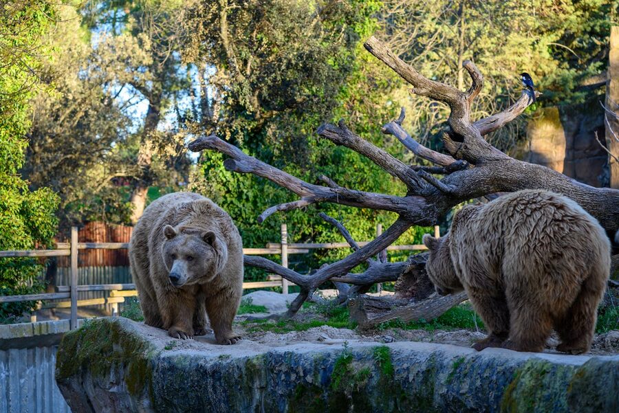 Two brown bears walking through a wooded zoo enclosure on a sunny day