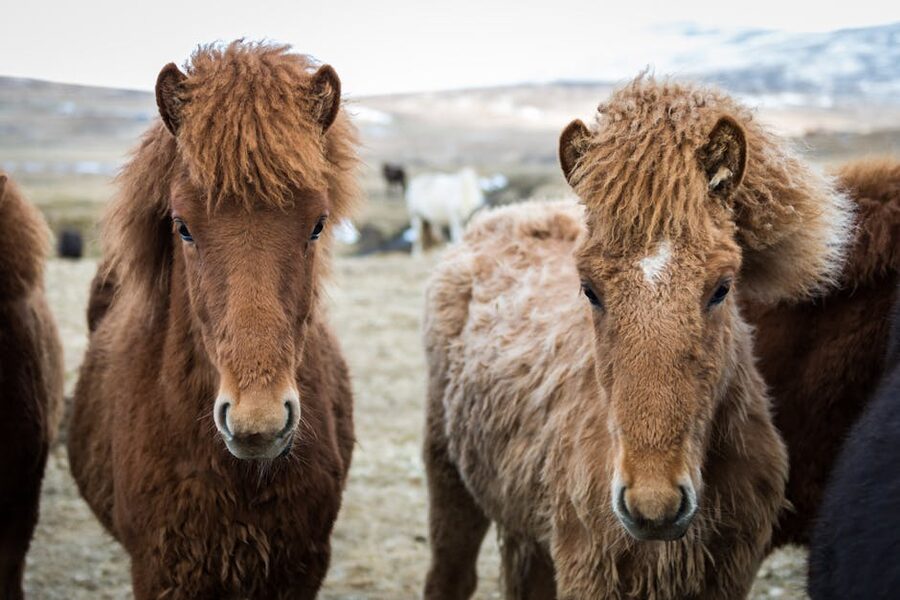 Two fuzzy Icelandic horses in pasture