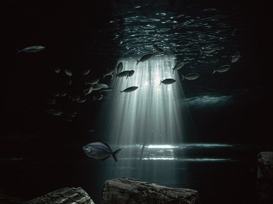 Silver fish swimming through beams of sunlight underwater